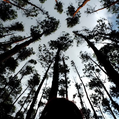 dwiantariP's profile picture. 