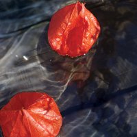 劇団HOTSKY「ほおずきの家」東京公演公式X (@hotsky_hozuki) Twitter profile photo