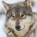 a very silly wolf🏳️⚧️🇵🇸☭ (@sillywolp_) Twitter profile photo a very silly wolf🏳️⚧️🇵🇸☭ (@sillywolp_) Twitter profile photo