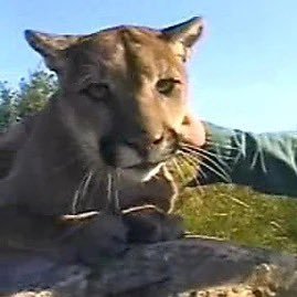 alpallypal's profile picture. 