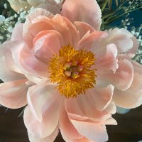 MoniCactus🌵 (@cactusgardeneth) 's Twitter Profile