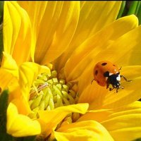 Ladybug505 ๐ (@realladybug505) 's Twitter Profile