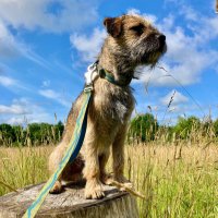 HarristheBorder (@harristheborder) 's Twitter Profile