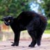 home (@homecat020home) Twitter profile photo home (@homecat020home) Twitter profile photo
