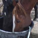 Heather Jeffery - @Barrelgirl25 - Twitter