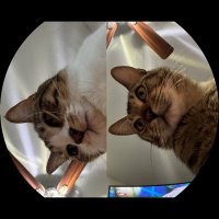 Stefania (@sgf7321) 's Twitter Profile