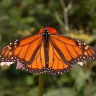 mariposa (@maripos26841923) 's Twitter Profile Photo mariposa (@maripos26841923) 's Twitter Profile Photo