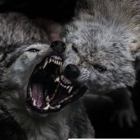 Greyhound (@greyhound1929) 's Twitter Profile Photo