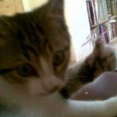 KuroH0shi12's profile picture. 20↑ ˳✦༚  ✘AI