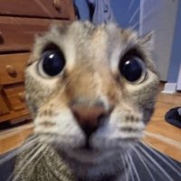 ✨ (@anoddcat) 's Twitter Profile
