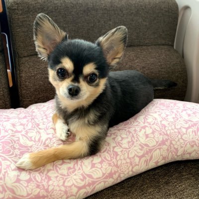 きにゃこを愛する親バカです。きにゃこはお空に還り、今はひまわり(チワワ)と生活してます。フォローしてくれる方がいましたら、ありがとうございます。感謝いたします。事情があり、フォロー返しはしておりません。 ので、何卒ご了承頂けると有難いです。メルマガ、セミナー等勧誘もご遠慮願います。