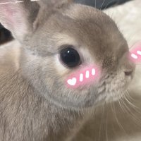 おまつ🌸🐰② (@jjj_jj_j_j_j) 's Twitter Profile