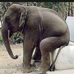 fuyunxing2000's profile picture. professional toilet manufacturer,,  email
506053057@qq.com