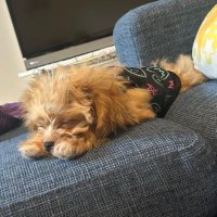 K10@減量中 (@joeyandphoebe09) 's Twitter Profile
