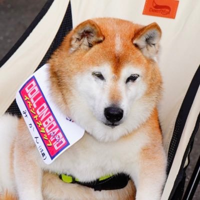 ドールオーナーが車やバイクで参加するイベントDOLLonBOARD公式アカウントです。2025年も開催決定! 詳しくは後程発表します。主催・アカウント管理者→@mkz_s