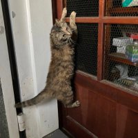 櫻 (@tukiyono_karasi) 's Twitter Profile