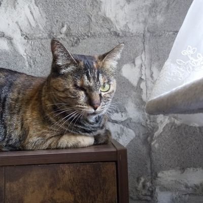 FVqZix3tK871OBU's profile picture. 猫と競馬と格闘技が好き😺