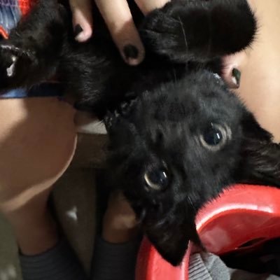 chinolaq's profile picture. 