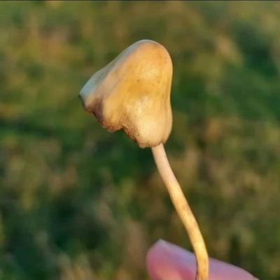 Liberty Caps available tapin if you're interested