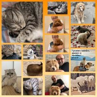 Abdullah Özdikmenli-(ŞİİRDENADAM)-SÜVEYDA'M (@abdllhzdk2) 's Twitter Profile