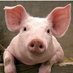 pig cuckold (@feftond92916) Twitter profile photo pig cuckold (@feftond92916) Twitter profile photo