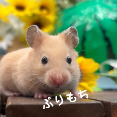 男の子のキンクマハムぷりもちです。くさかわでか耳な黄色い肉芋。ハムちゃん関連無言フォローさせていただきます🙇♀️ 飼い主はハムケツを嗅ぐのが趣味。