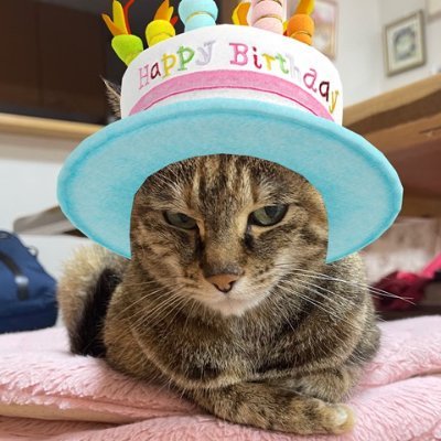 catbirthdayhat's profile picture. 