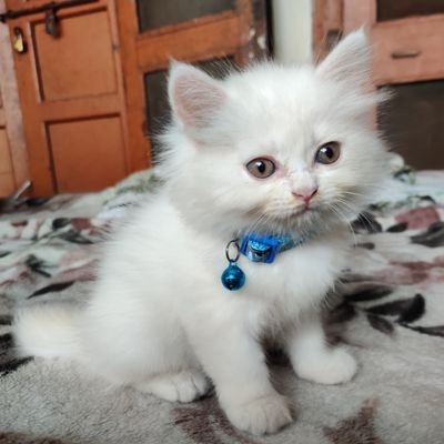 AqibAli08159056's profile picture. 