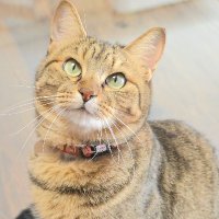 しまや出版 癒し課🐾 (@iyashi_ka) 's Twitter Profile Photo しまや出版 癒し課🐾 (@iyashi_ka) 's Twitter Profile Photo