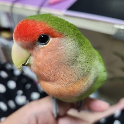 亀は低浮上さんのプロフィール画像
