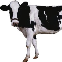 kontolodon (Ø,G) (@mohammadro12232) 's Twitter Profile