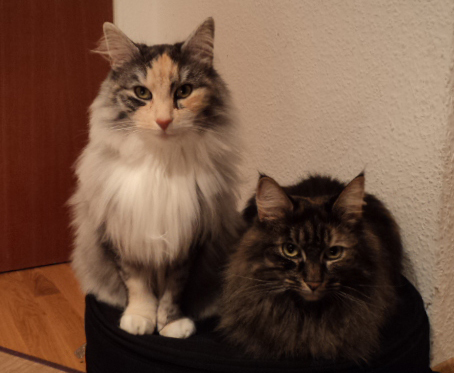 Die 2 Norwegischen Ying & Yang Waldkatzenschwestern