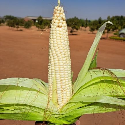 Sheila663252452's profile picture. my spirit