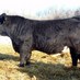 SpruceGroveCattleCo (@sgcc_bulls) Twitter profile photo SpruceGroveCattleCo (@sgcc_bulls) Twitter profile photo