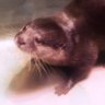seventhlyoyl's profile picture. アイコンはコツメカワウソ

第三者の著作物の無断使用禁止。

モデルさん当人の使用は連絡不要でメンションやタグ付けは任意（巻き込みとか気にしません）ですが、商用利用や三者提供は連絡下さい、元データの提供も可能です。

#LUMIX #LX100M2 #LX100II