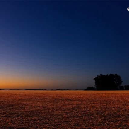 mardilesbas's profile picture. 🌻