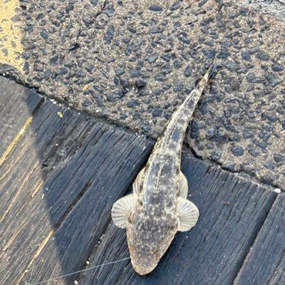 1xblur1's profile picture. @NRLknights