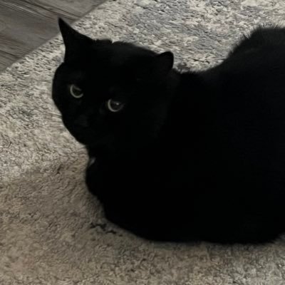 autistic cat moder. full bio in da rentry link. https://t.co/KmZhhpGdQF