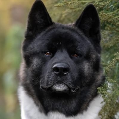 犬は話しますが、聞く方法を知っている人にのみ話します。🦊🦊🐶
「誰もが犬のように無条件に愛する能力を持っていたら、世界はもっと良い場所になるでしょう。」🐕
