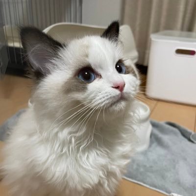 人生は楽ではありませんが、決して諦めないでください。一度諦めてしまうと、立ち直るのが難しくなるからです。
しかし、決して諦めないでください。