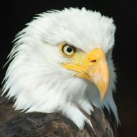 ABELL JH (@abelleagles) 's Twitter Profile