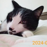 おから (@cuchan0803) 's Twitter Profile