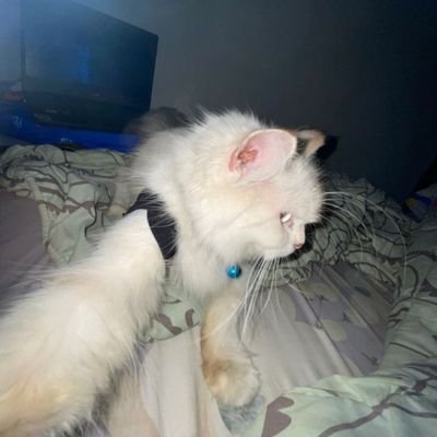 glimpssss's profile picture. 𝚿