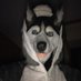 Casper Moped TheHusky (@mopedthehusky) Twitter profile photo Casper Moped TheHusky (@mopedthehusky) Twitter profile photo