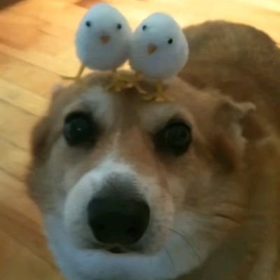 chlowie_y's profile picture. 