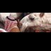 لاشي يذكر (@a__r75) Twitter profile photo لاشي يذكر (@a__r75) Twitter profile photo