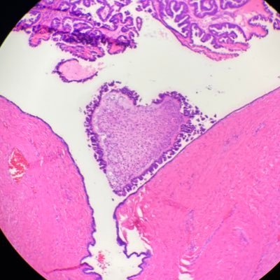 wowpathpal's profile picture. 