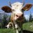 Alpine_Hermit's profile image