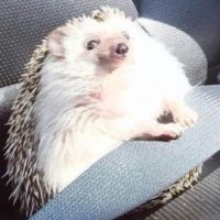 Gallus11B (@gallus11b) 's Twitter Profile Photo