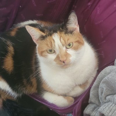 nikolbethchlo's profile picture. A woman who knows what a woman is. 
Terf island
Bitch troll from hell